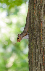 Scoiattolo grigio nel sottobosco - Sciurus carolinensis