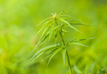 Marihuana plants, macro photo, low depth of focus