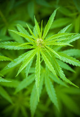 Marihuana plants, macro photo, low depth of focus