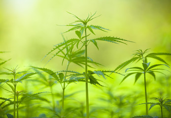 Marihuana plants, macro photo, low depth of focus