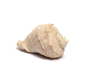 Sea Shell with Ocean