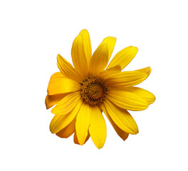Obraz premium yellow daisy
