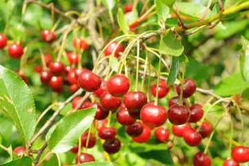 Obraz premium Branch of ripe cherry