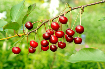 Branch of ripe cherry
