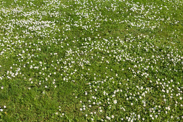 Many white small flowers in top view of meadow