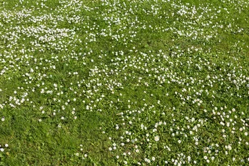 Papier Peint photo Marguerites Many white small flowers in top view of meadow