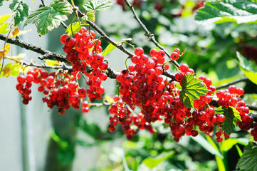 branch of red currant