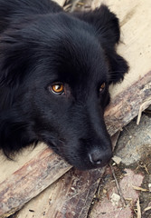 Sad black dog is laying on outdoors