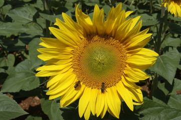 Obraz premium Sonnenblume mit Bienen