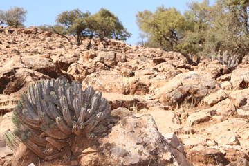 Kakteen in Marokko