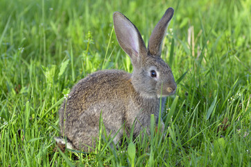 Naklejka na ściany i meble Young rabbit sit in a field