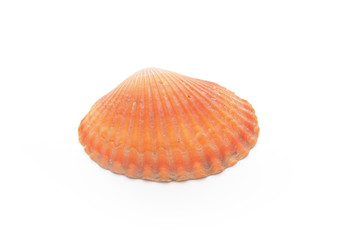 Sea shell on white background