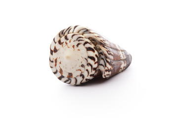 Sea shell on white background