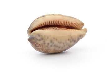 Sea shell on white background
