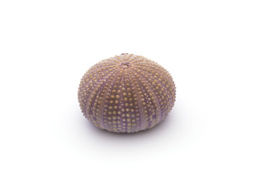 Sea Hedgehogs on the white Background
