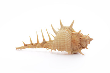 Obraz premium Sea shell, isolated on white background