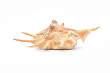 Sea shell on white background