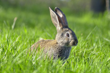 Naklejka na ściany i meble Young rabbit on grass