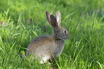 Young rabbit on grass