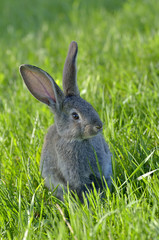 Young rabbit on grass