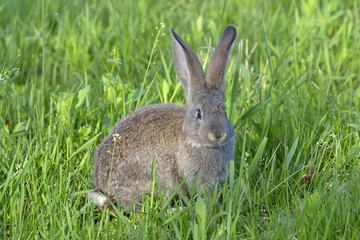 Little rabbit  on grass