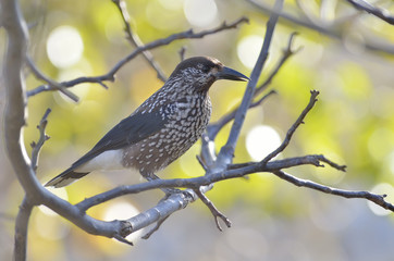 Nutcracker (Nucifraga caryocatactes) resting on branch