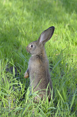 Little rabbit on grass