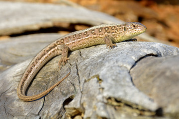 Lizard on branch