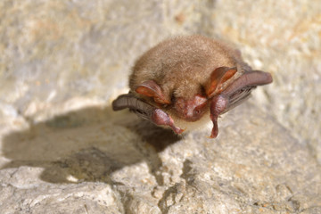 Greater mouse-eared bat ( Myotis myotis)