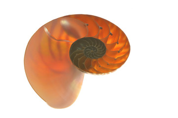 Obraz premium Nautilus shell isolated on white background