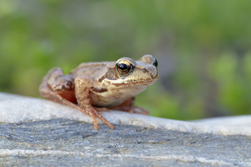 The Common Frog, Rana temporaria also known as the European Common Frog