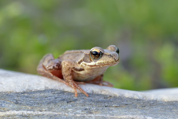 The Common Frog, Rana temporaria also known as the European Common Frog