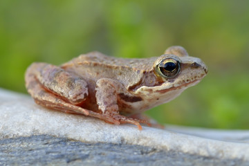 The Common Frog, Rana temporaria also known as the European Common Frog