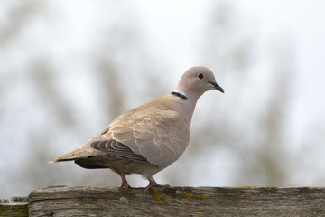 Eurasian Collared-Dove (Streptopelia decaocto)