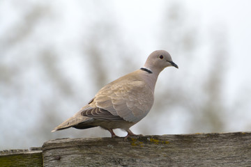 Eurasian Collared-Dove (Streptopelia decaocto)