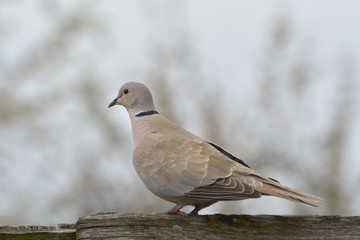 Eurasian Collared-Dove (Streptopelia decaocto)