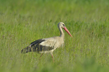 White stork in green grass, with flowers