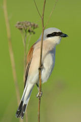 Red-backed shrike, Lanius collurio, single male