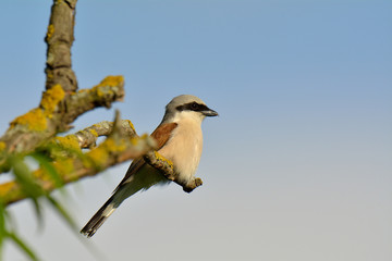 Red-backed shrike, Lanius collurio, single male perched on branch