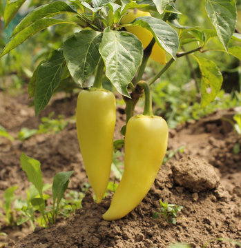 Pepper Yellow Dirt.