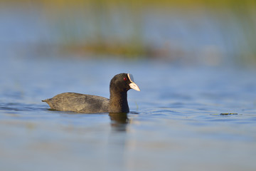 Coot on the lake (fulica atra)