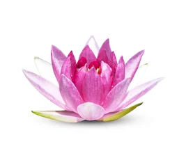 Foto auf Acrylglas Lotus Blume Lotus Blume