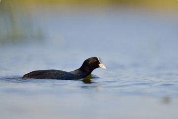 Coot on the lake (fulica atra)
