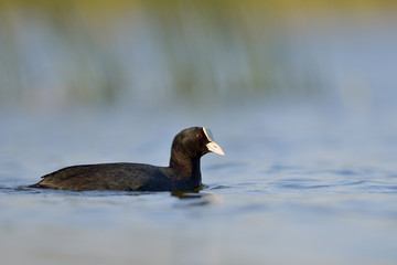 Coot on the lake (fulica atra)