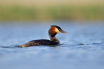 Water bird on the water (podiceps cristatus)