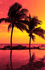 Obraz na płótnie Canvas coconut tree silhouette on the beach