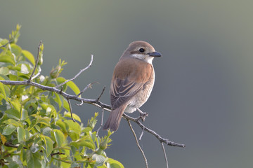 Red-backed shrike, Lanius collurio