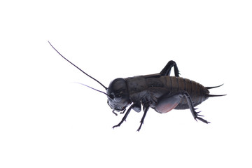 Cicada macro isolated on white background