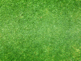 Fototapeta na wymiar Green lawn