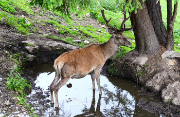 cervo nell'acqua